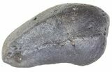 Fossil Whale Ear Bone - Miocene #63547-1